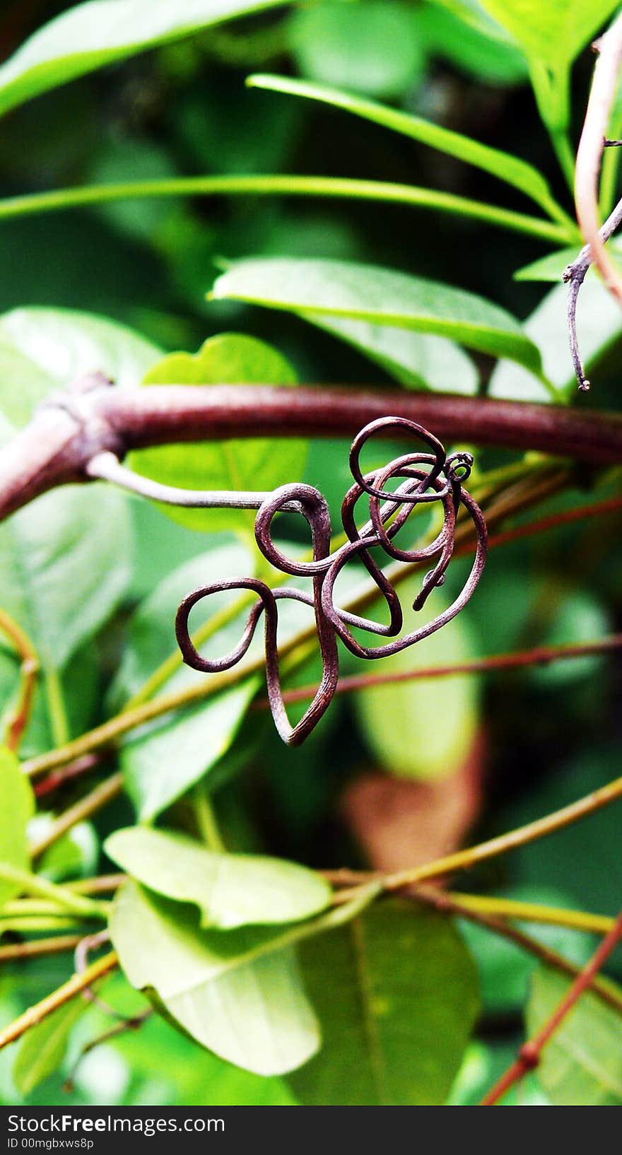 Branch of a tree founded on forest