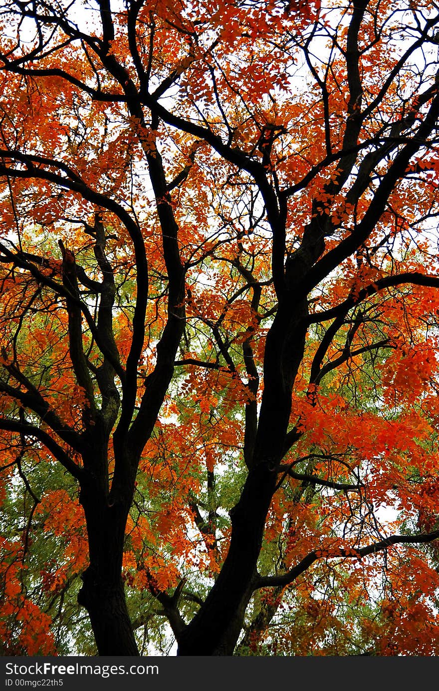 Autumn tree in late October