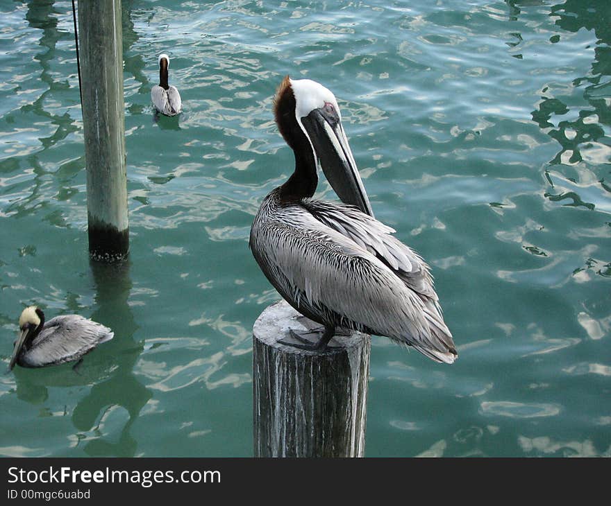 Pelican perched on a pole at St. John's pass near Madeira Beach Florida. Pelican perched on a pole at St. John's pass near Madeira Beach Florida.