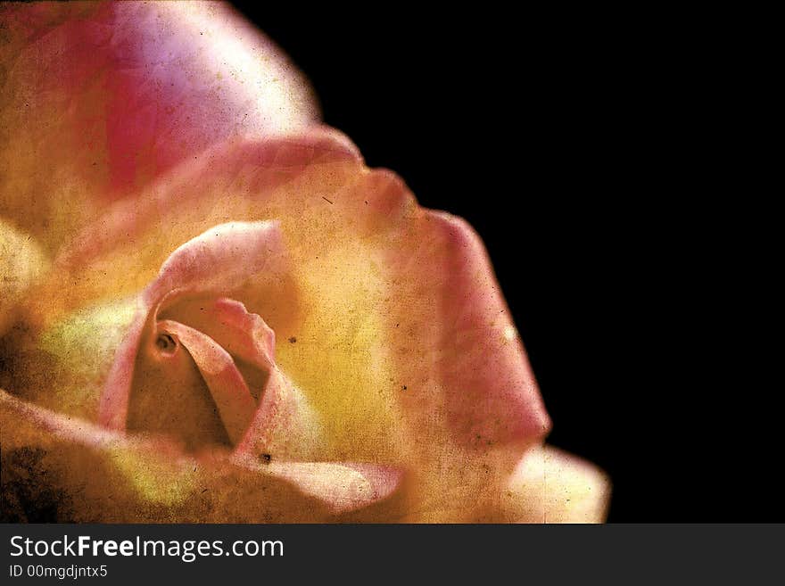 Rose with and old paper texture