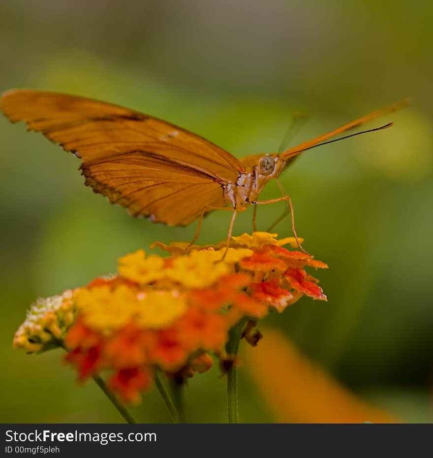 Julia Butterfly