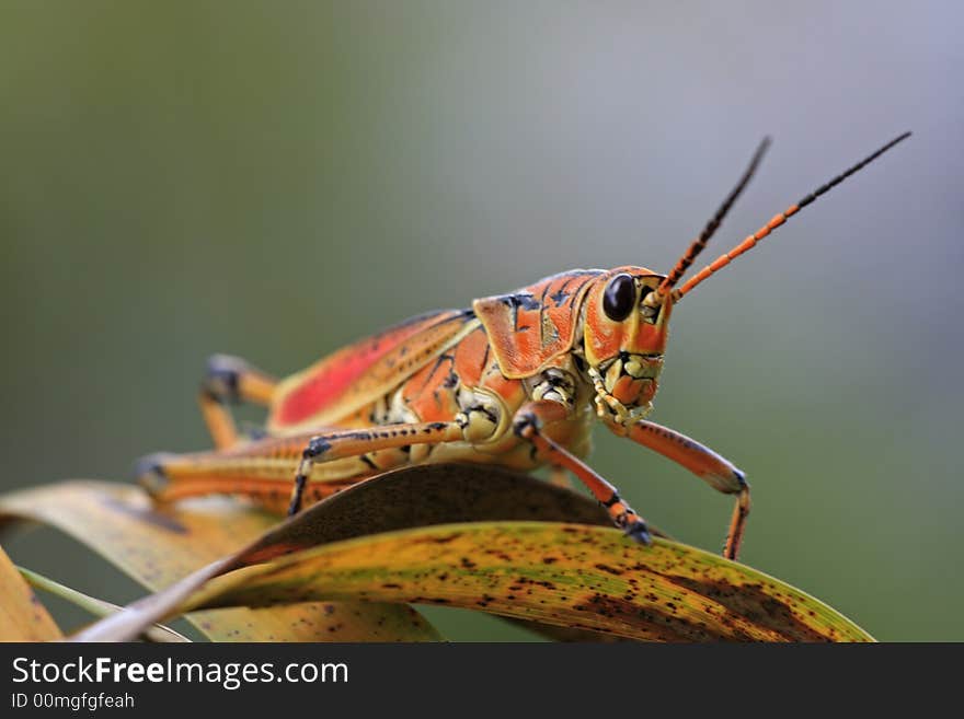 Large Grasshopper resting on palm leaf in Everglades