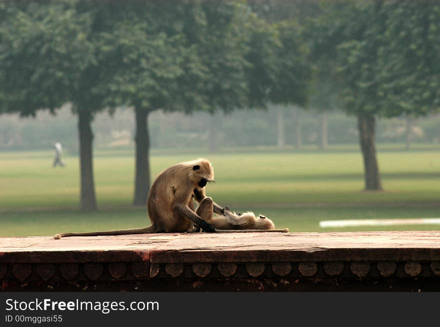 Nursing monkey