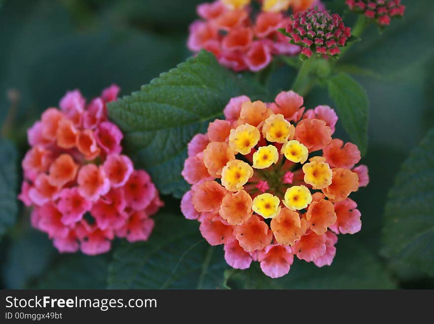 Bright Flowers