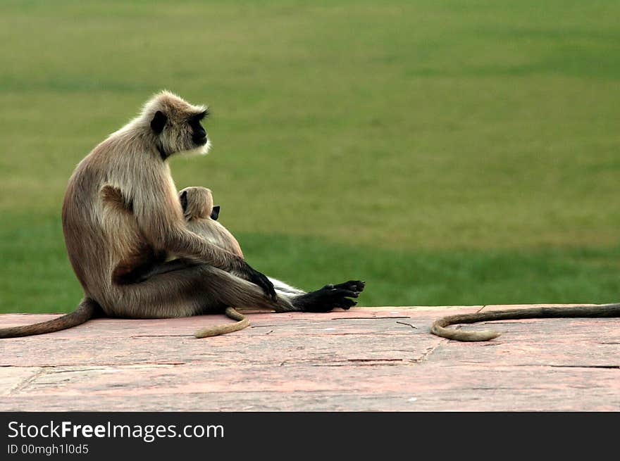 Nice scene of a mother monkey holding her baby near a palace in Agra area in India. Nice scene of a mother monkey holding her baby near a palace in Agra area in India