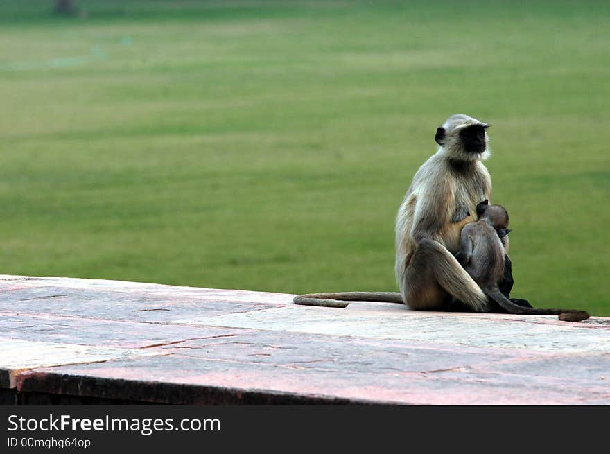 Nice scene of monkey feeding her baby near palace in Agra area in India