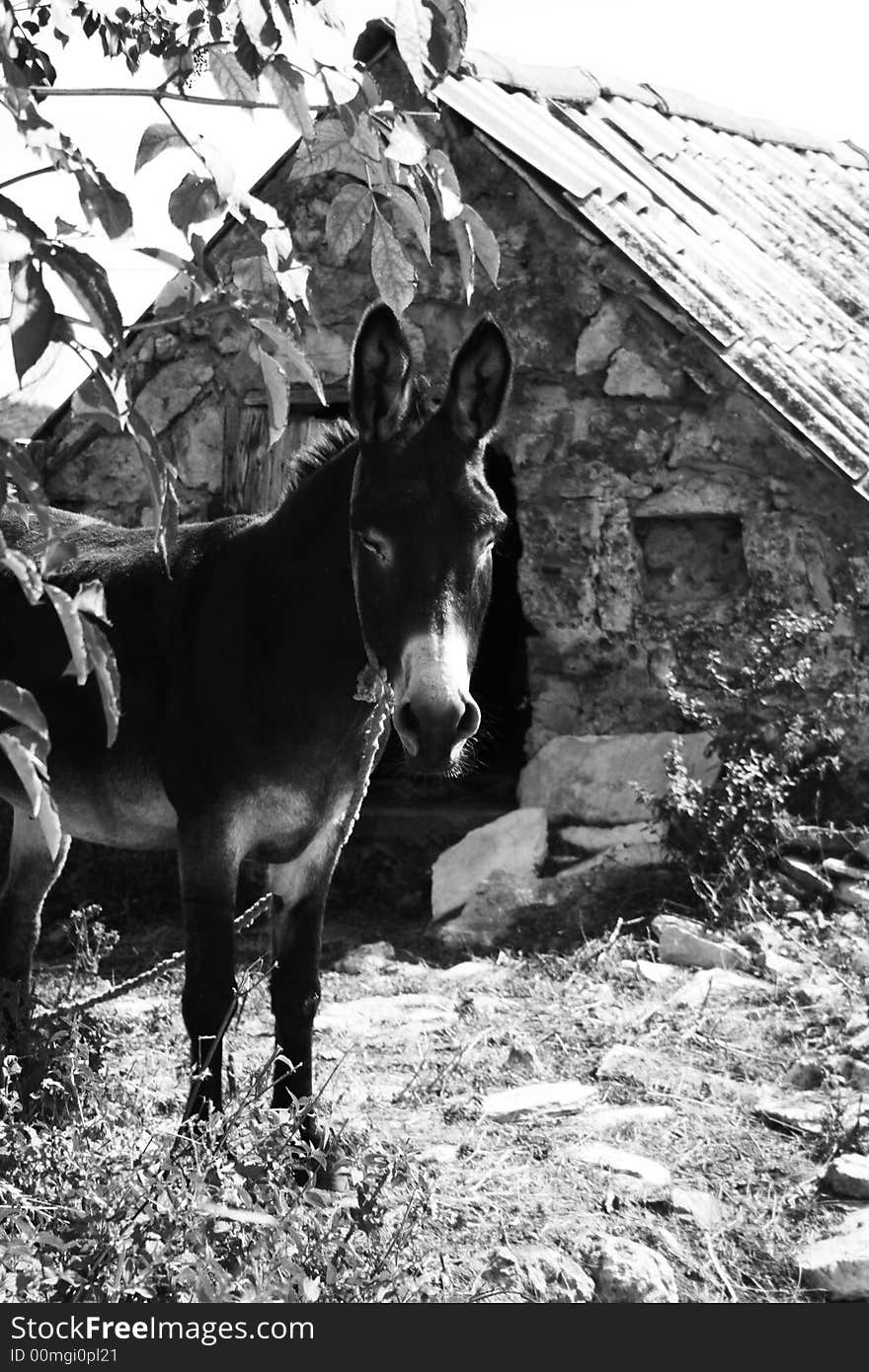 Donkey, under the tree in front of an old stone house.