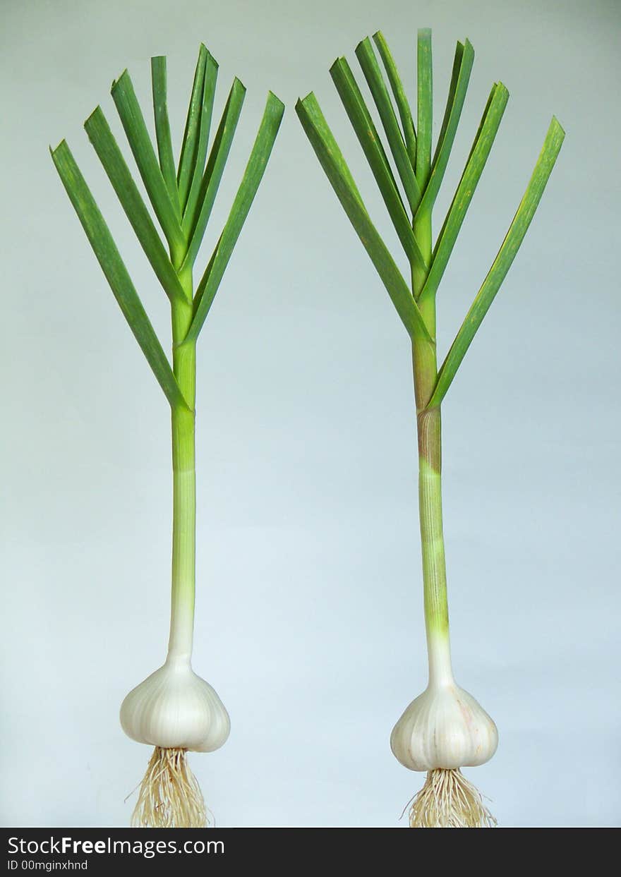 Garlic on a white background