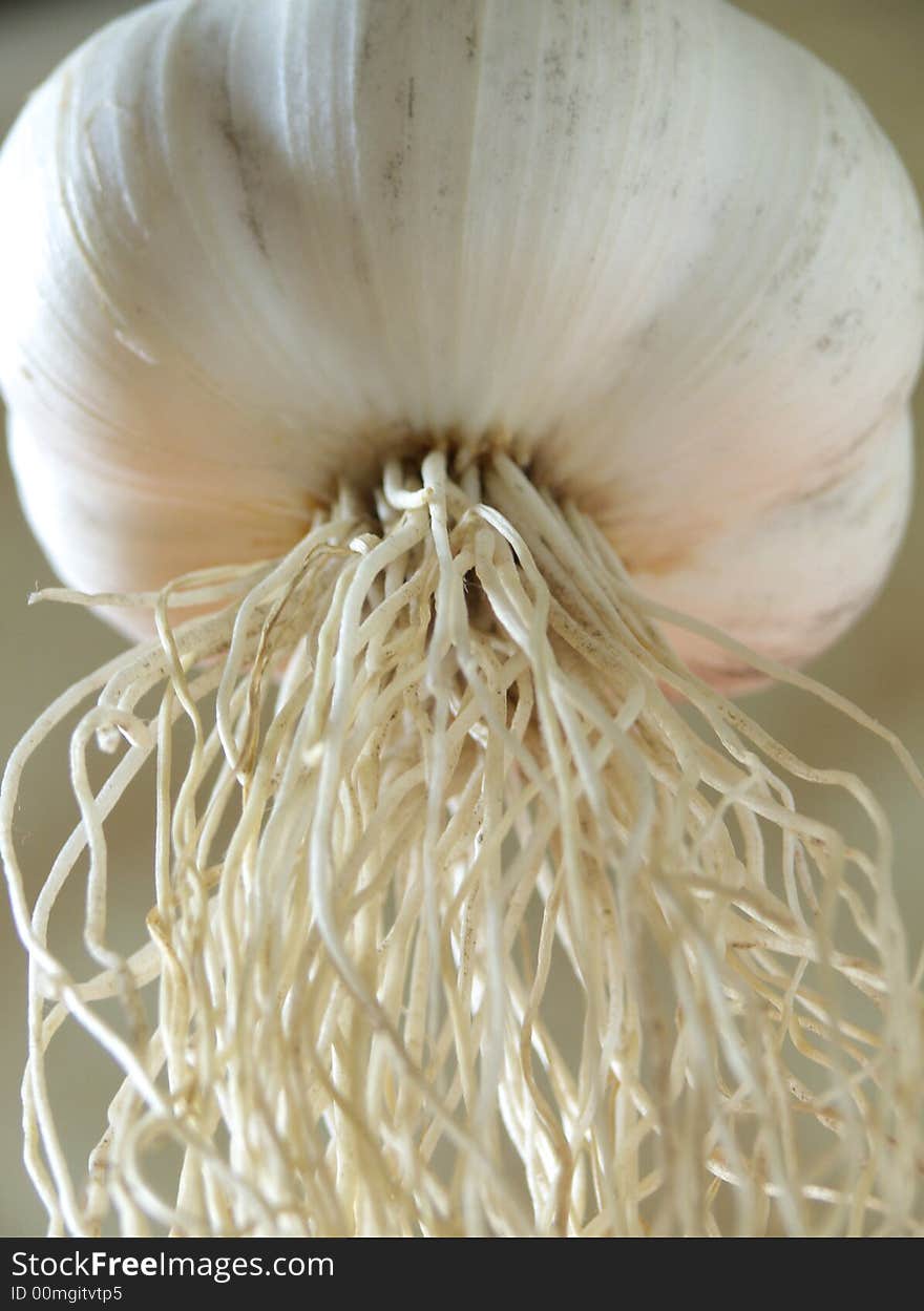 Garlic on a grey background