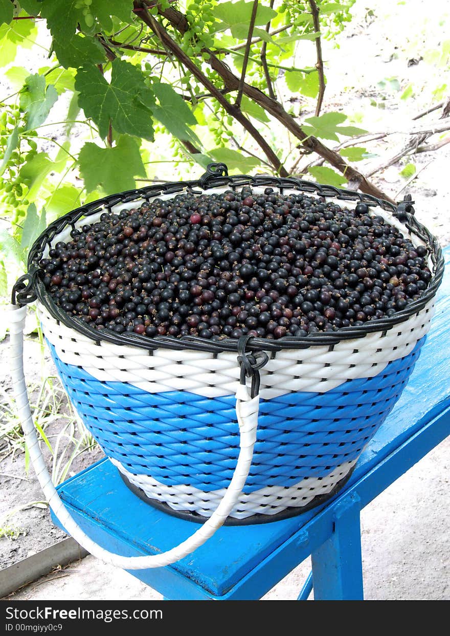 Black-currant on a background of grapes