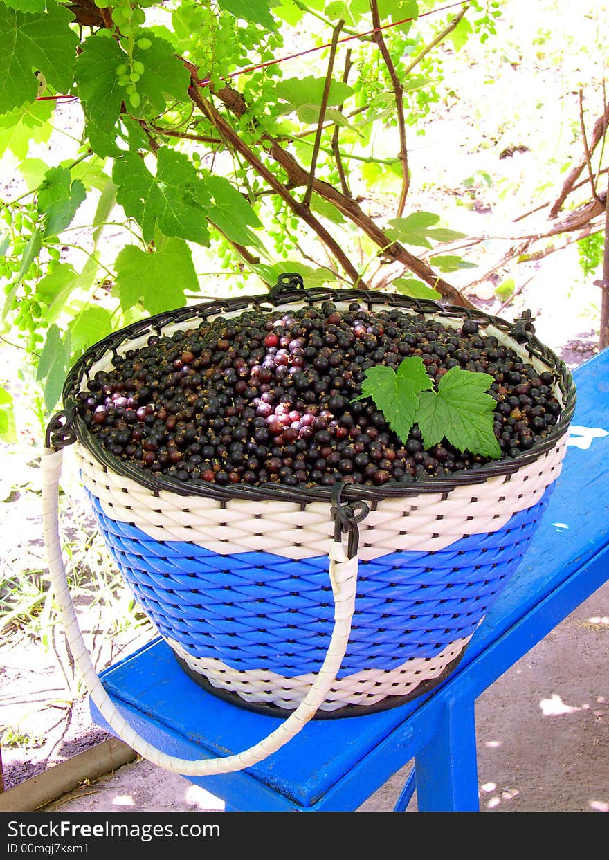 Black-currant on a background of grapes