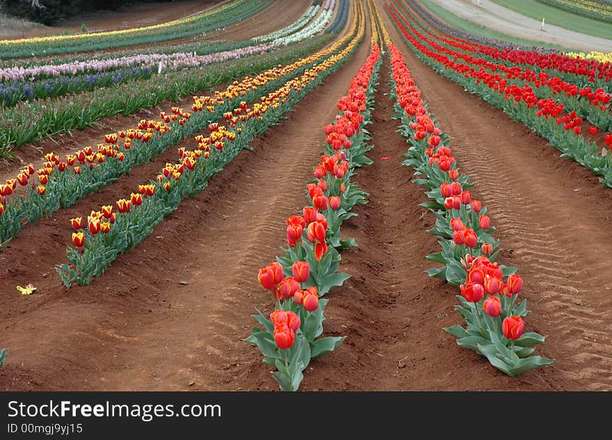 Tulips in Spring