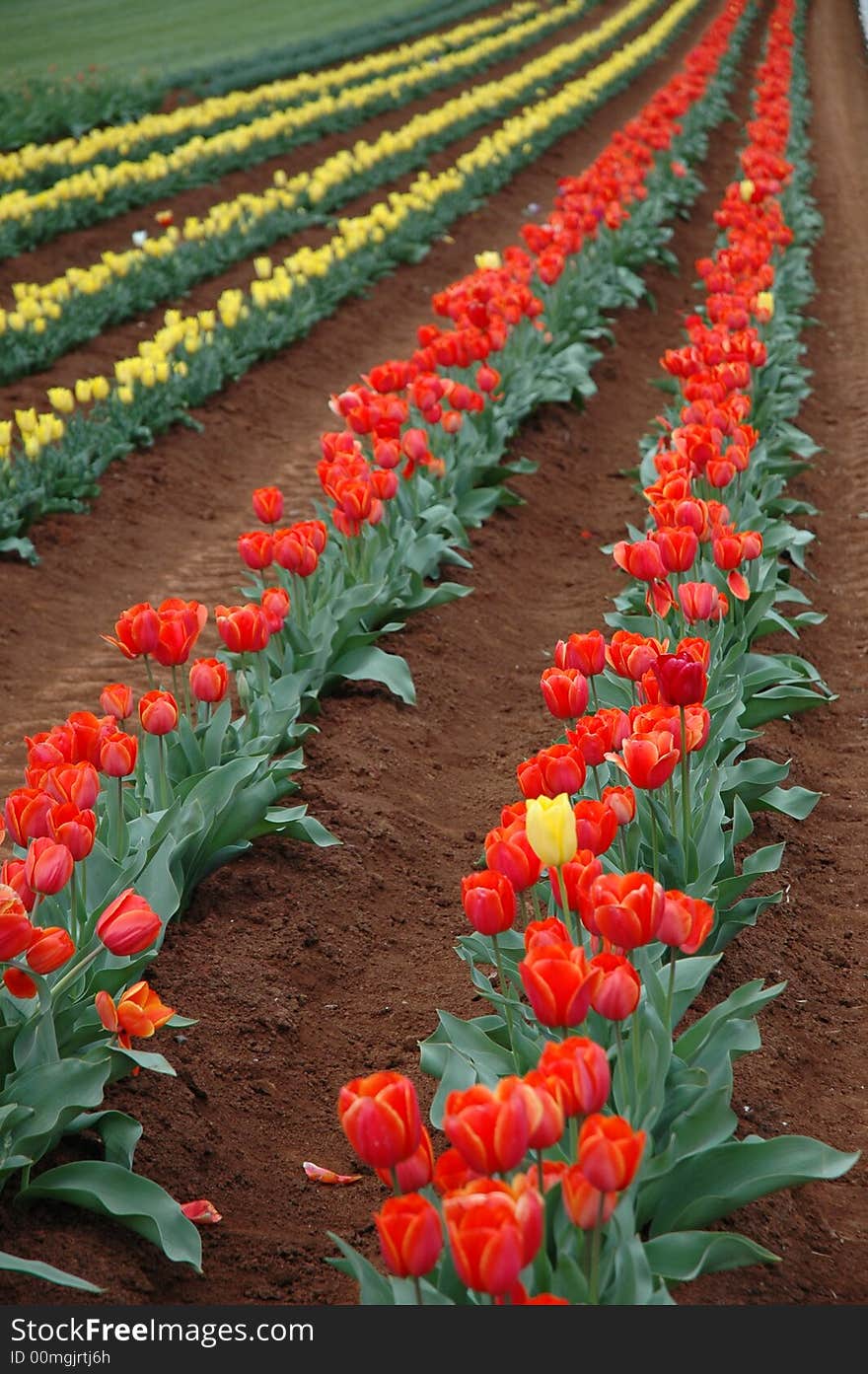 Rows of Colorful Tulips Blooming in Spring. Rows of Colorful Tulips Blooming in Spring