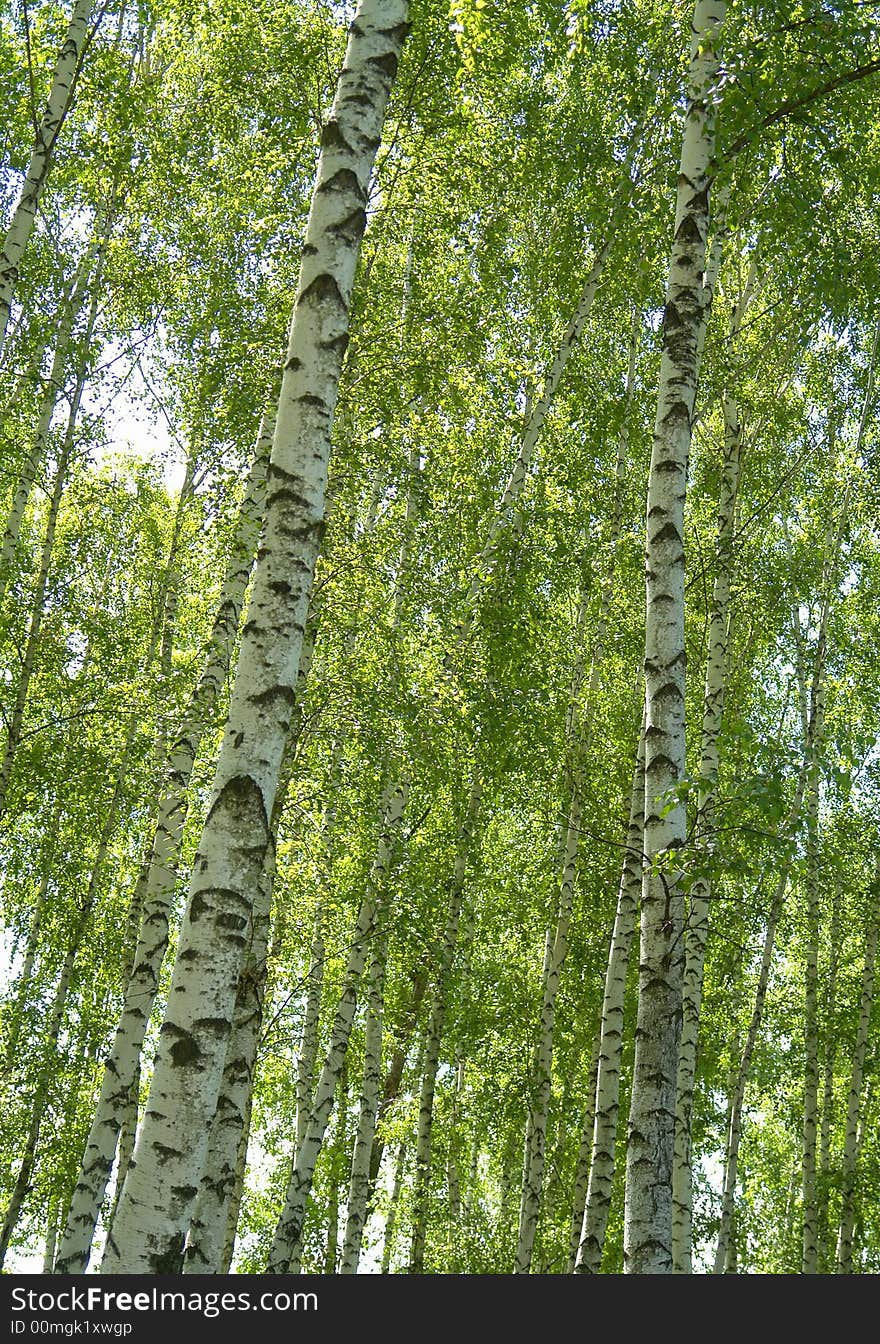 Birches