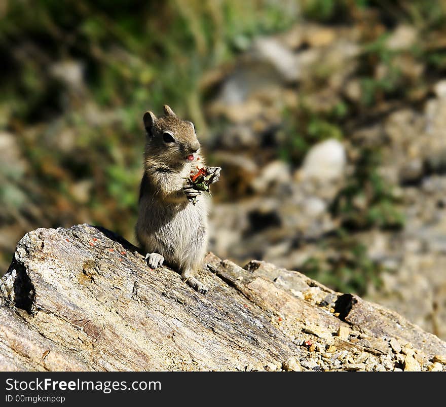 Chipmunk eating fruit