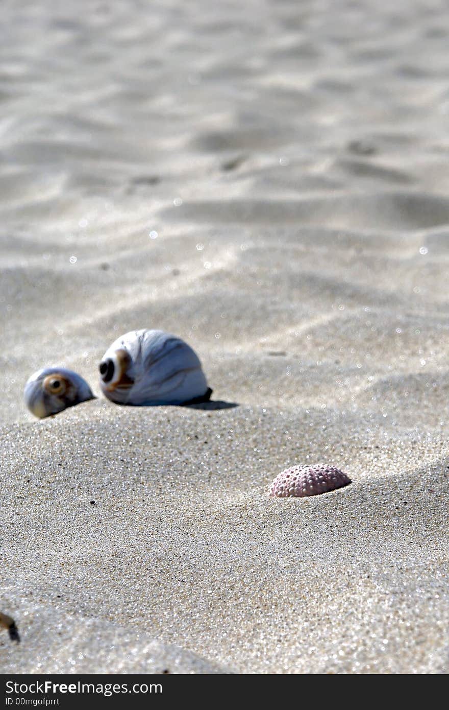 Assorted Shells