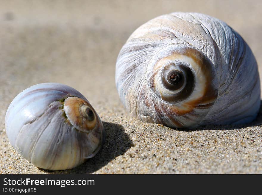 Two round shells sit on the dry sand at the beach soaking in the sunshine. Two round shells sit on the dry sand at the beach soaking in the sunshine