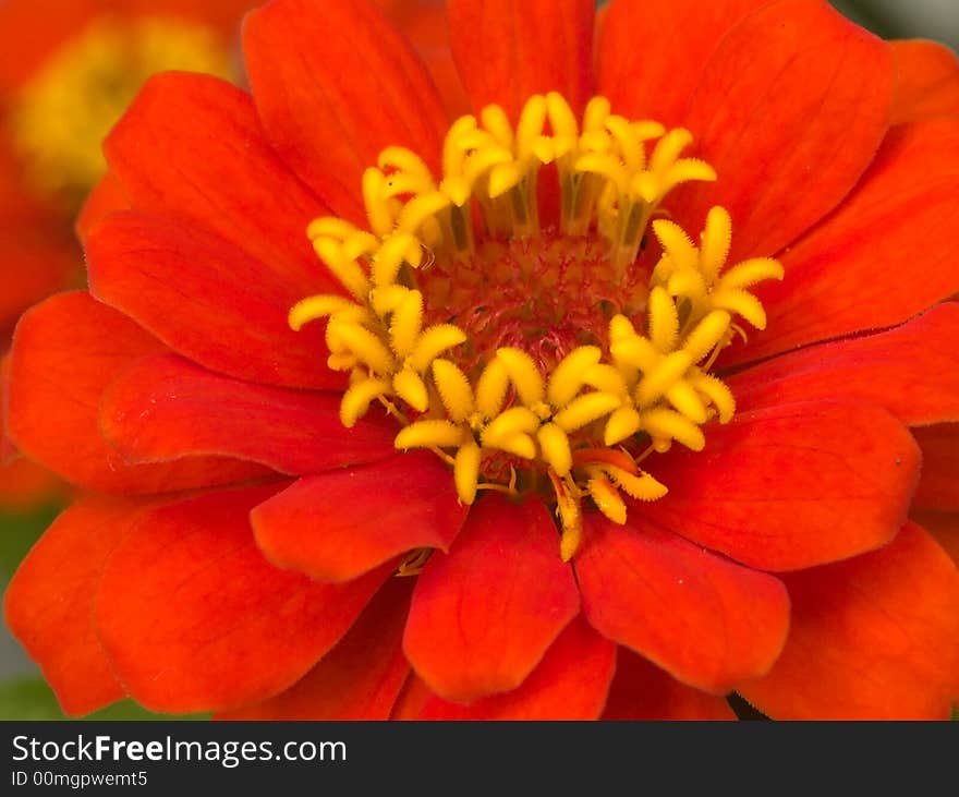 Zinnia