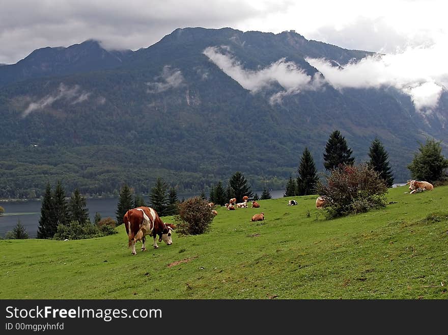 Big mountain with lake and cows. Big mountain with lake and cows.