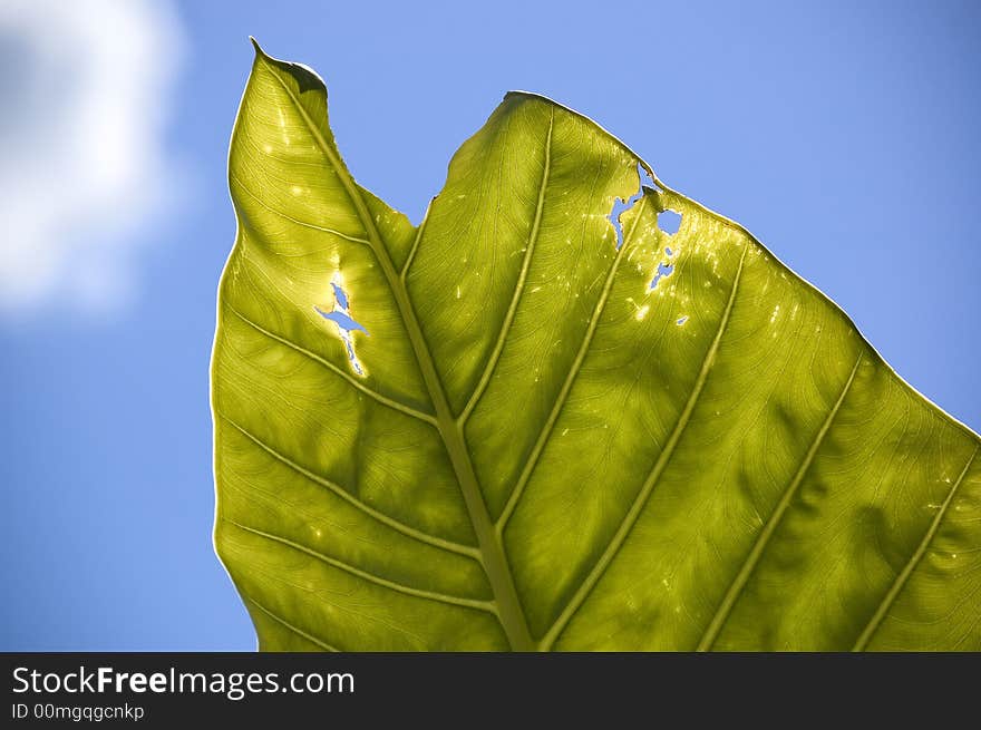 Real leaf