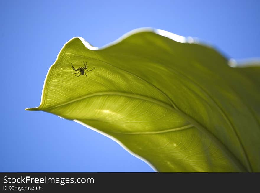 Small spider under a big green leaf close-up.