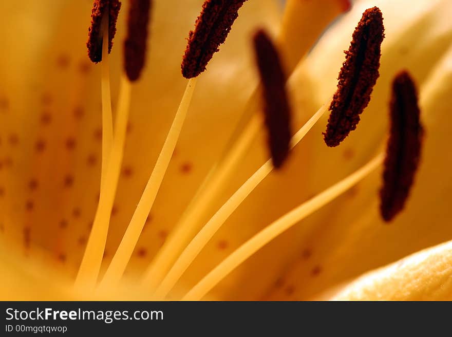 Big yellow lilly with spots. Big yellow lilly with spots.