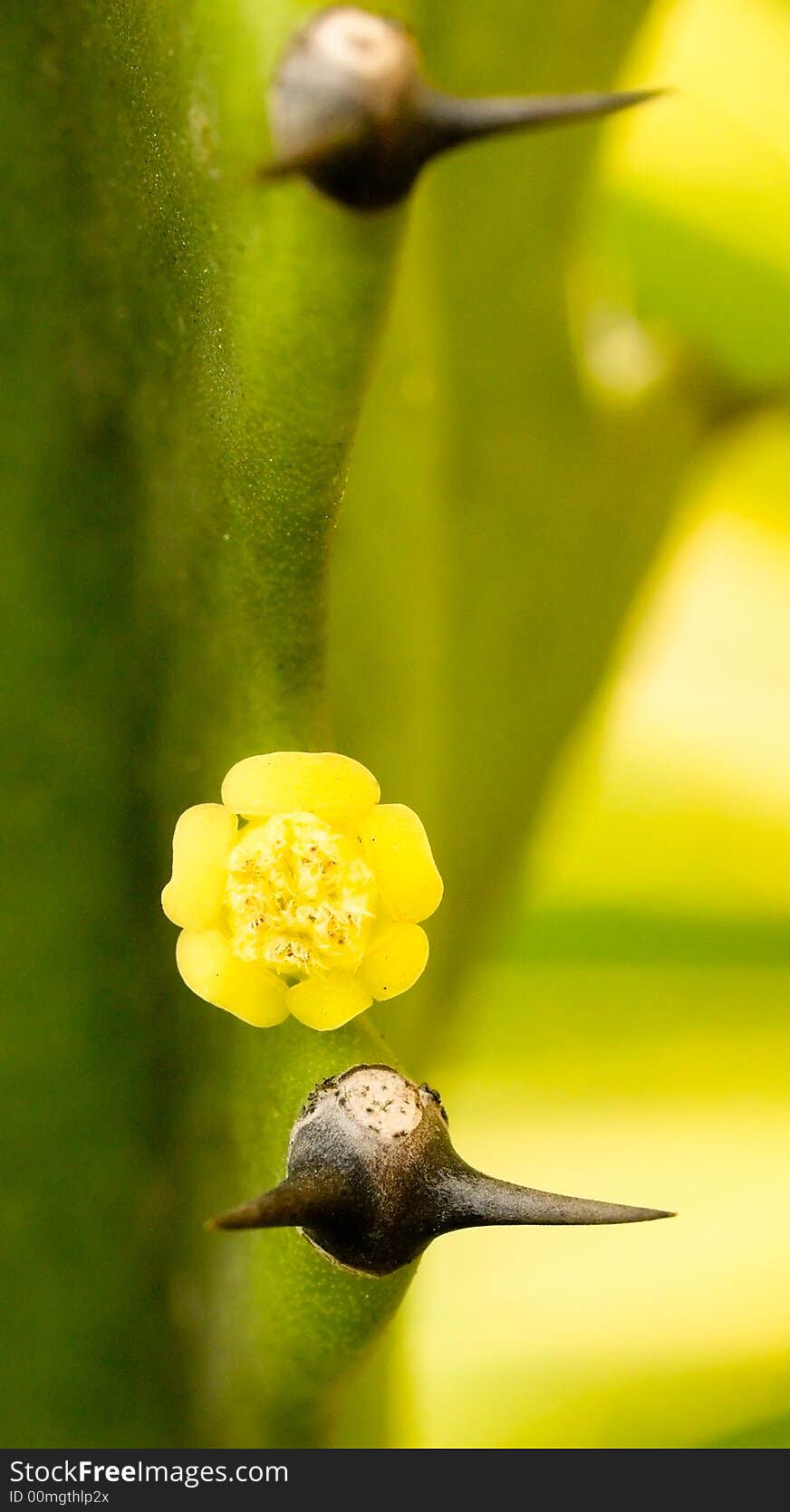 A single flower from a plant from the succulent family of the genus Euphorbia, growing beside a pair of thorns. A single flower from a plant from the succulent family of the genus Euphorbia, growing beside a pair of thorns.