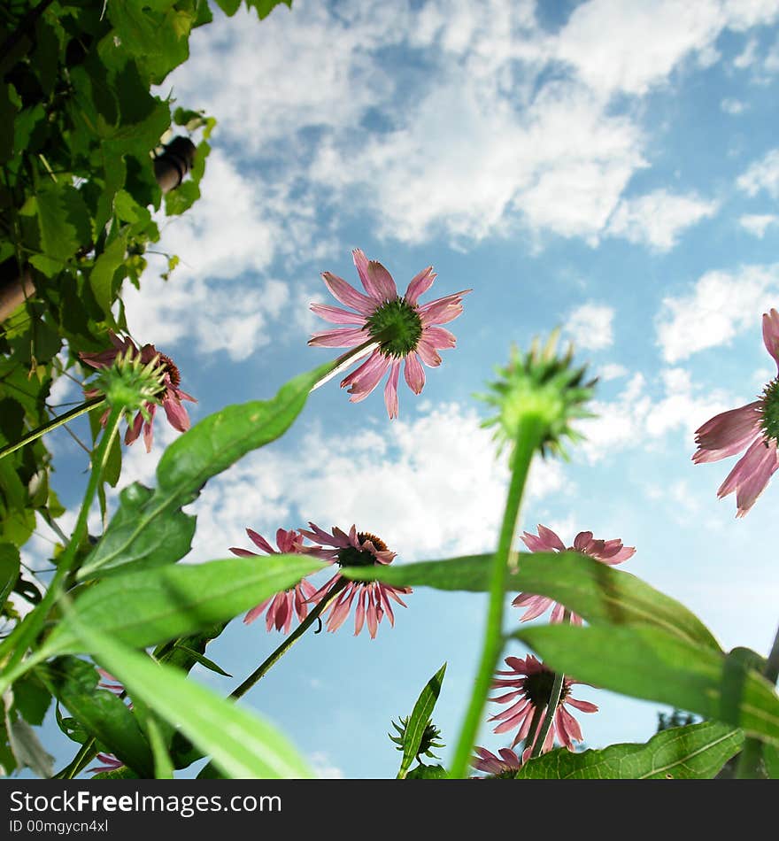 Echinacea purpurea