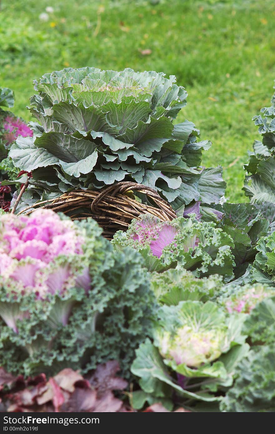 Green cabbage flowerbed in a park