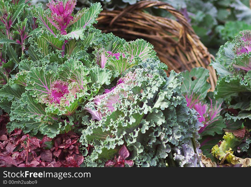 Cabbage flowerbed