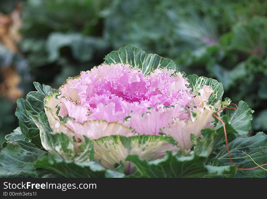 Green cabbage flowerbed in a park