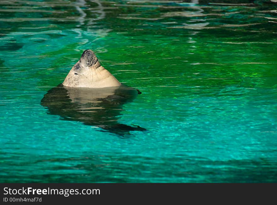 Sea lion taking a sunbath in green water