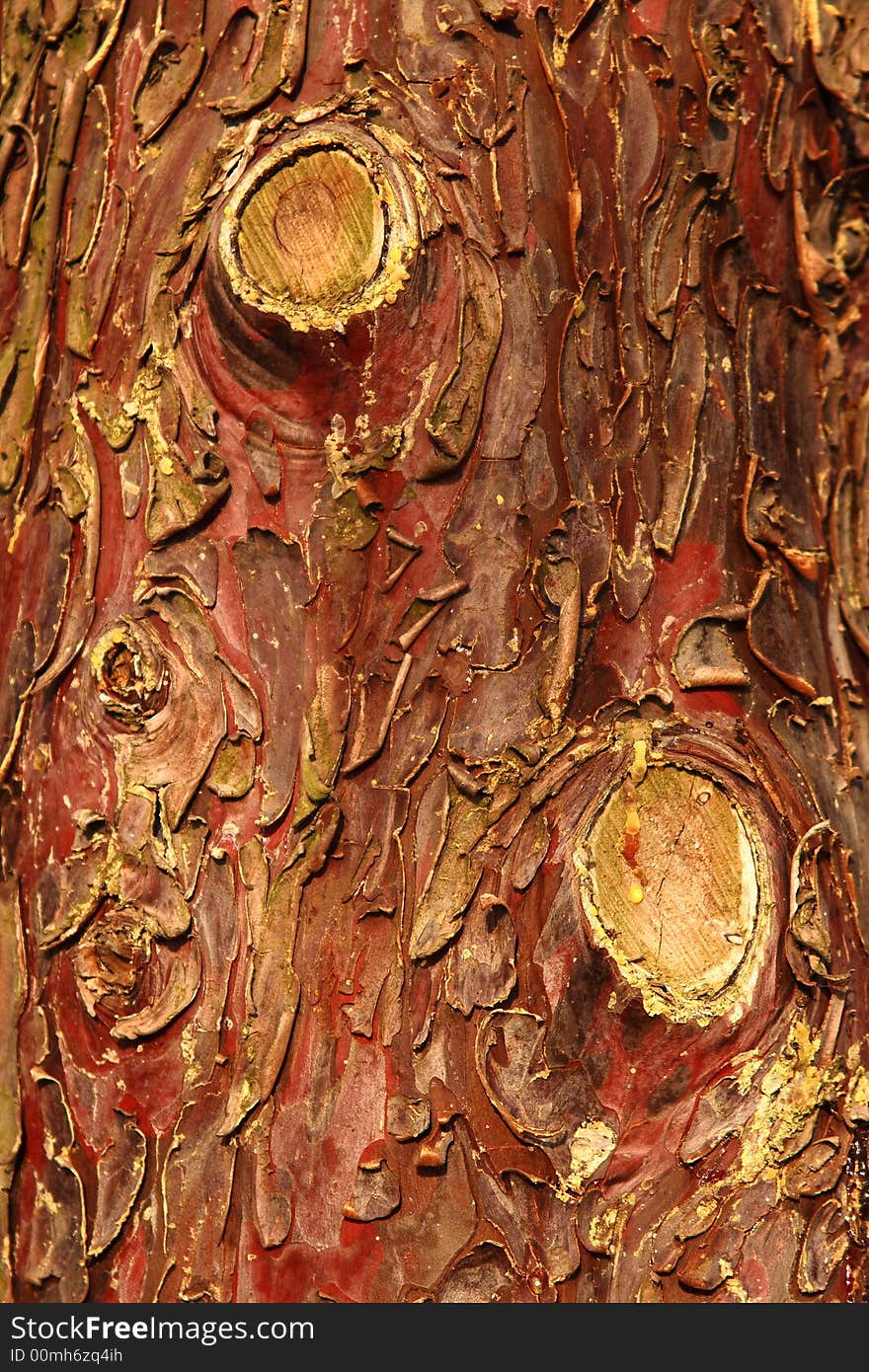 A particular of a red wooden tree from a small village in the Tosco-Emilian Appennines near our town. A particular of a red wooden tree from a small village in the Tosco-Emilian Appennines near our town