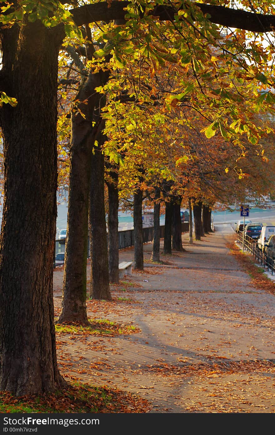 Trees and fallen leafs on autumn perspective street in town. vertical. . Trees and fallen leafs on autumn perspective street in town. vertical.