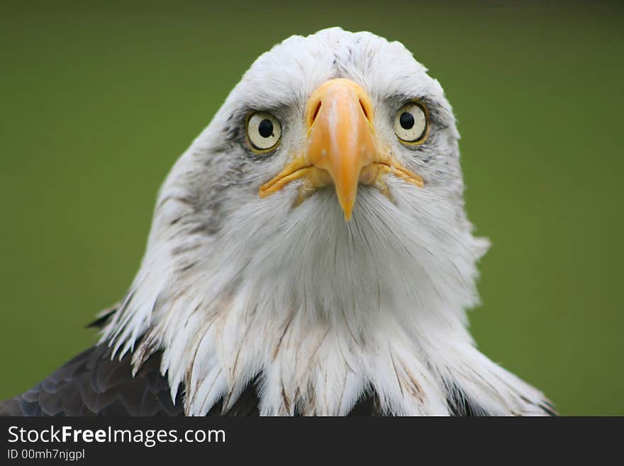 Looking eagle