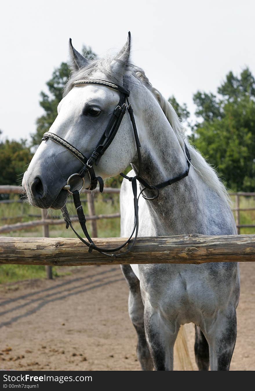 Beautiful dappled horse