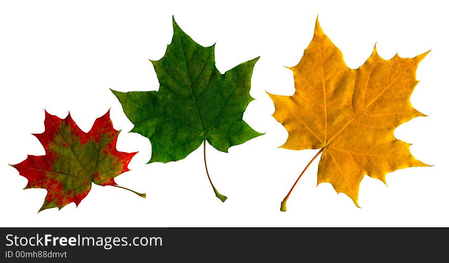 Maple leaves on the isolated white background. Maple leaves on the isolated white background