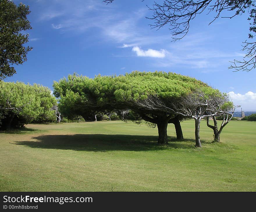 Golf Green With Trees