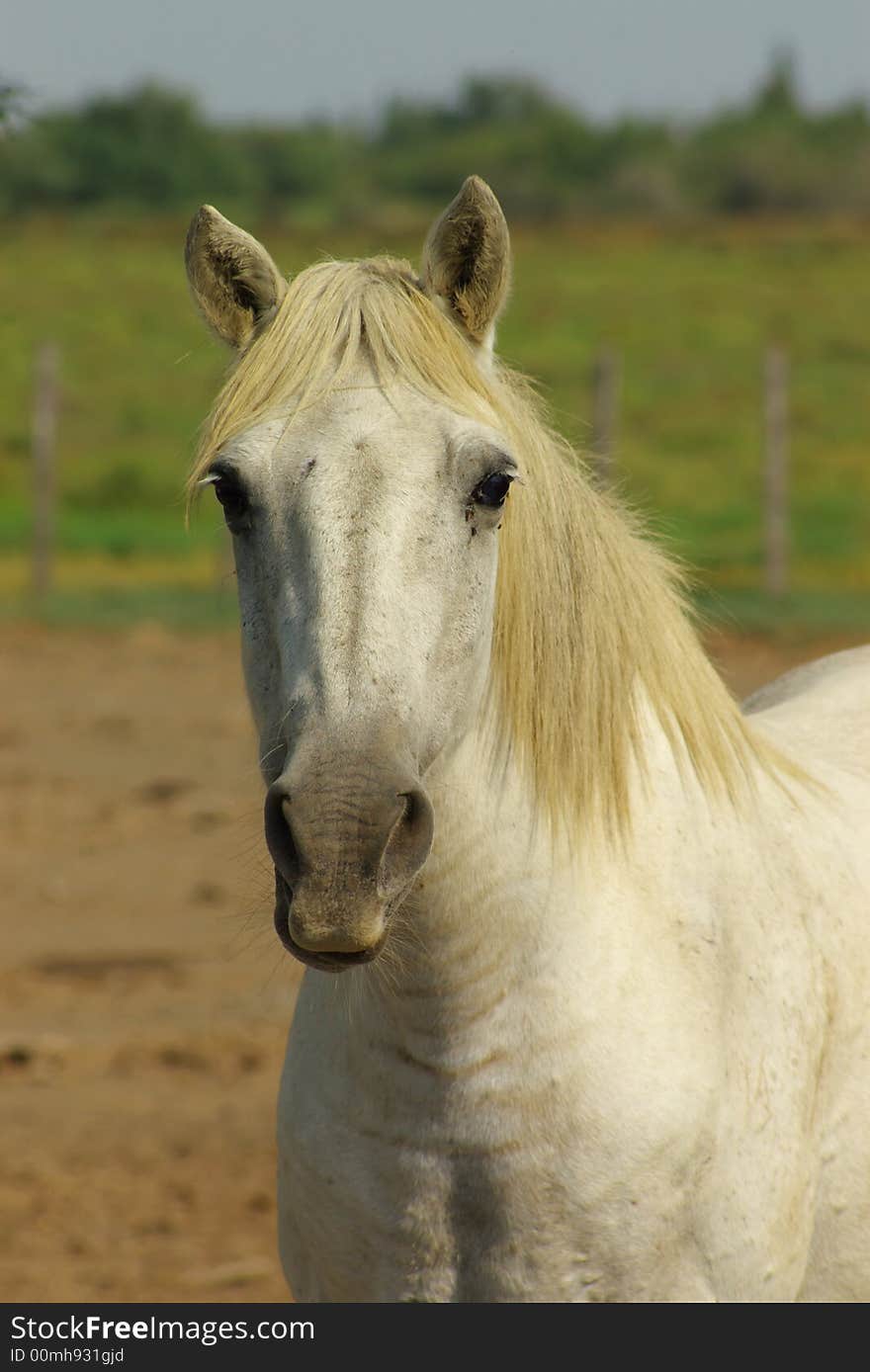 Camargue white horse