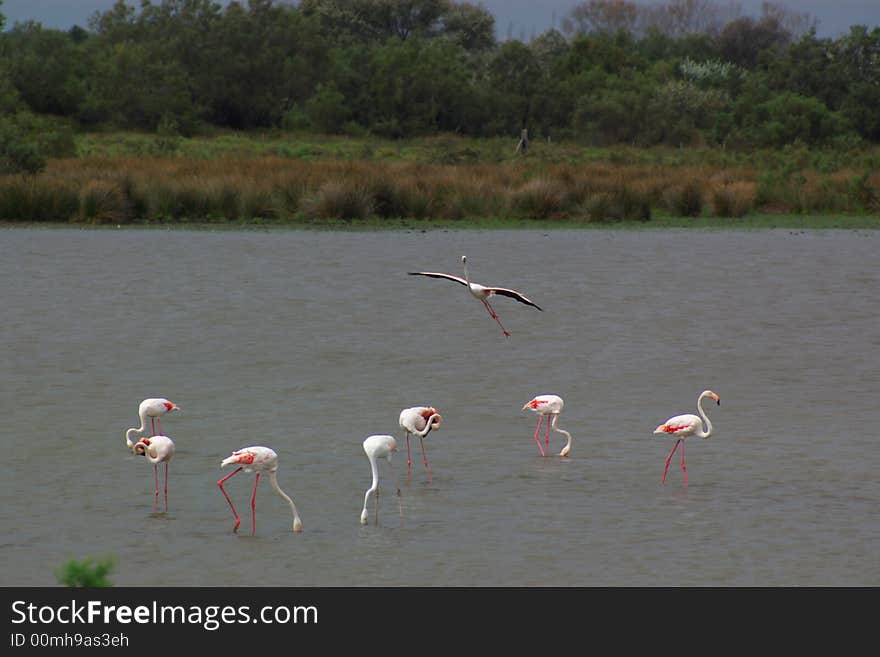 Flamingos landing