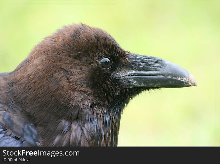 Raven portrait