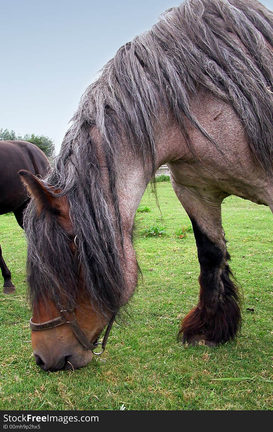 Brown work horse browsing the grass on a green meadow