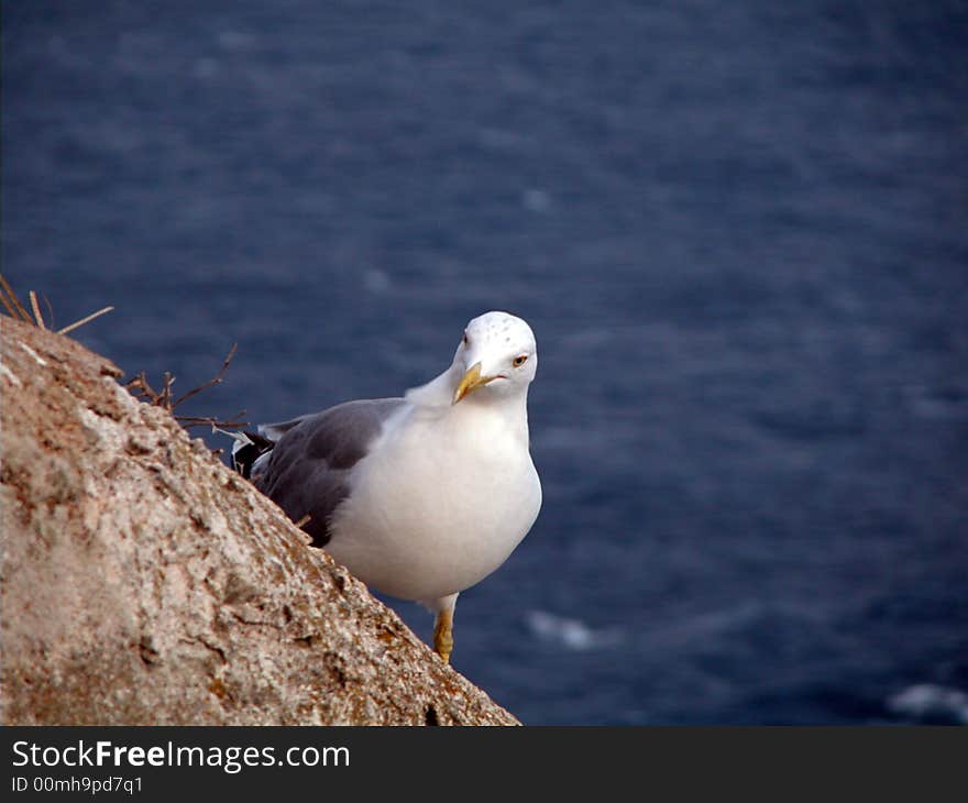 Seagull on a rock, blue sea on background