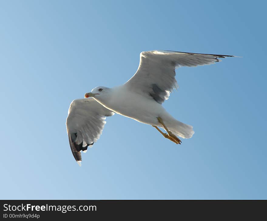 Seagull In Flight