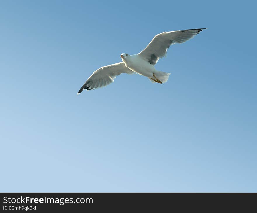 Seagull In Flight