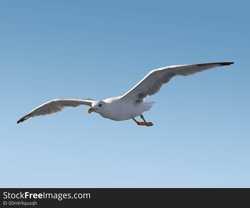 Seagull In Flight