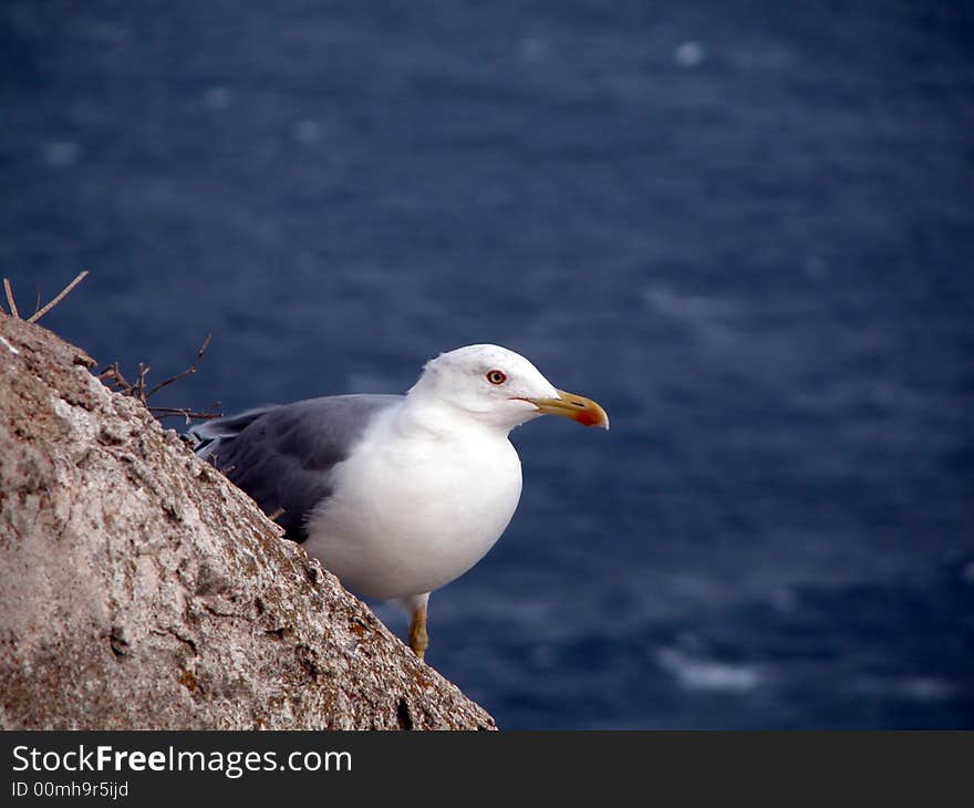 Seagull on a rock, blue sea on background