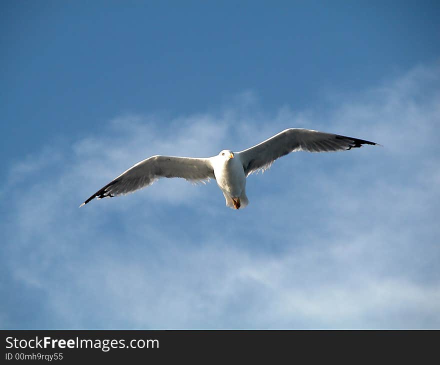 Seagull In Flight