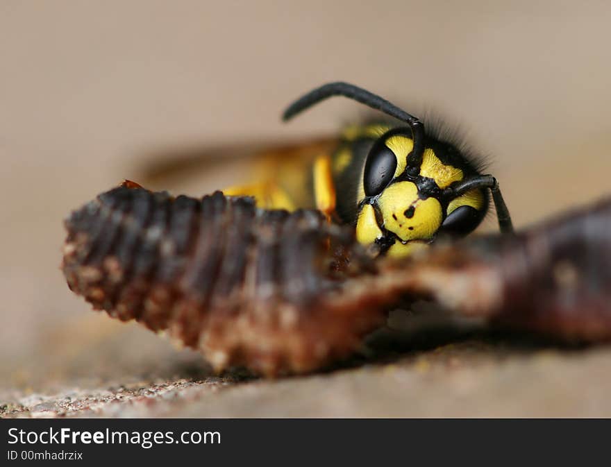 Yellow wasp eating dead earthworm. Yellow wasp eating dead earthworm