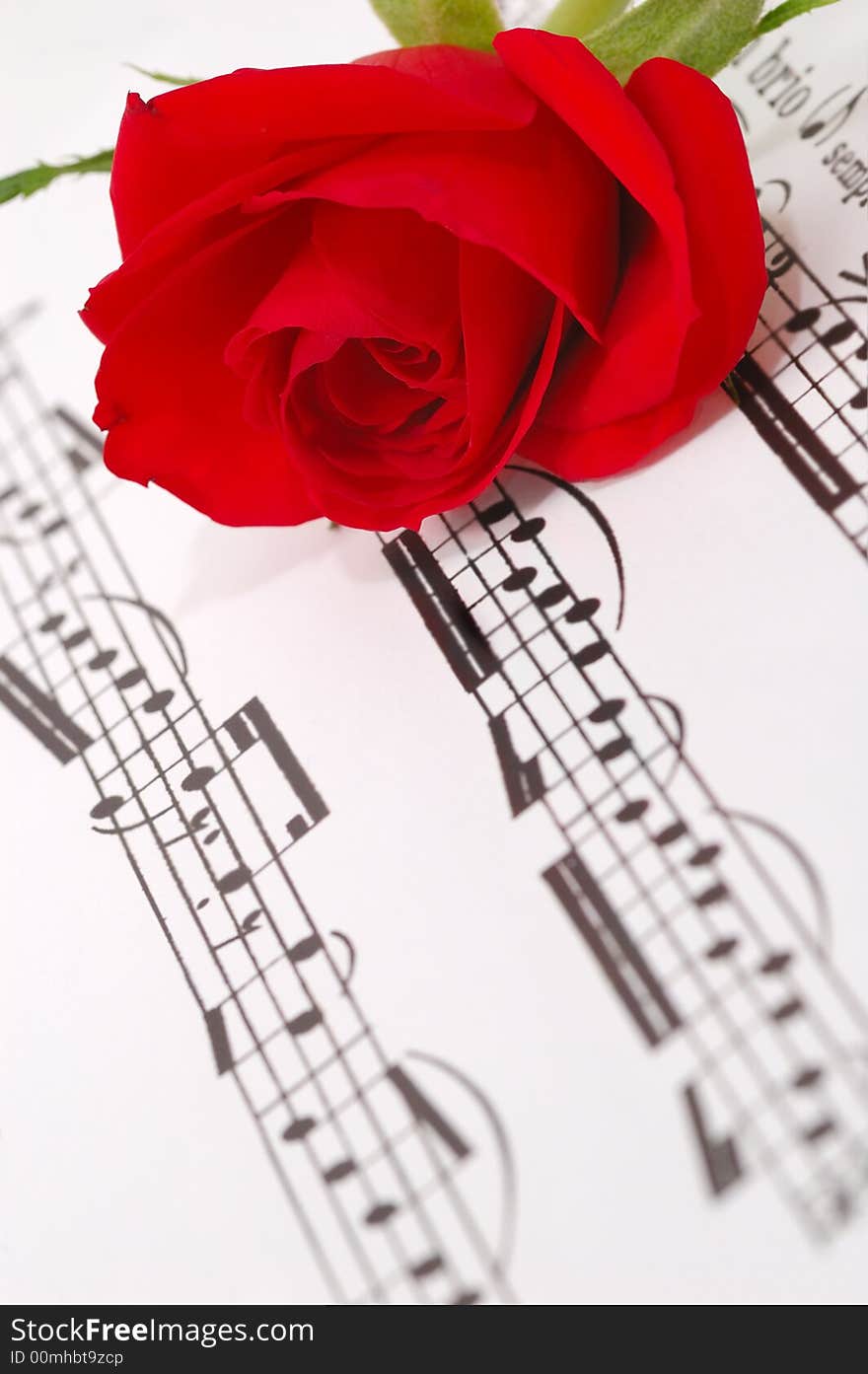 Red silky rose with musical notes